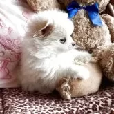 ポメラニアン【広島県・男の子・2025年10月19日・クリーム】の写真4「マズルも短く、鼻の詰まったたぬき顔です。」