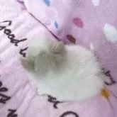 ポメラニアン【広島県・女の子・2025年10月19日・クリーム】の写真4