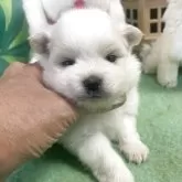 ポメラニアン【広島県・女の子・2025年10月19日・クリーム】の写真6