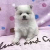 ポメラニアン【広島県・女の子・2025年10月19日・クリーム】の写真6