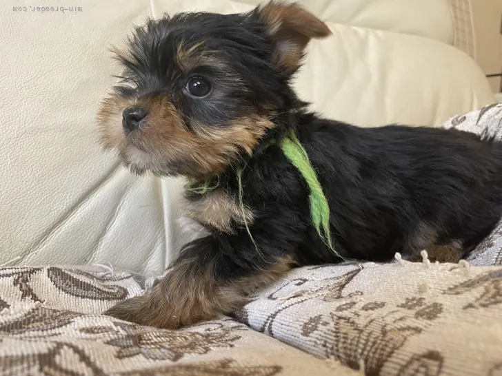 ID：2201-00542の子犬