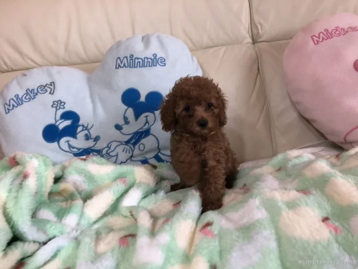 坂本 様のお迎えした子犬