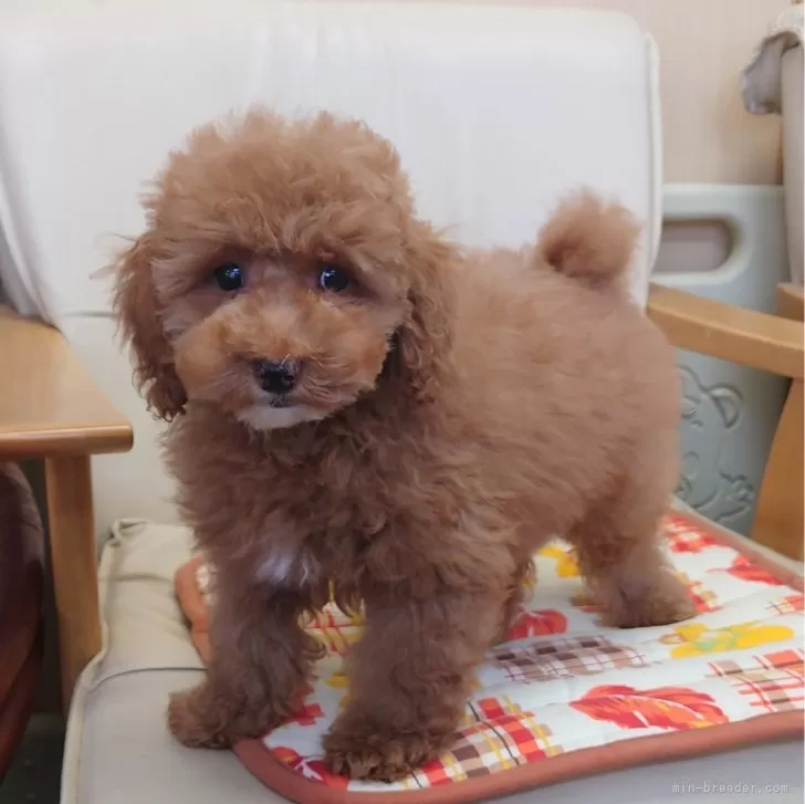 ID:2404-00825の子犬