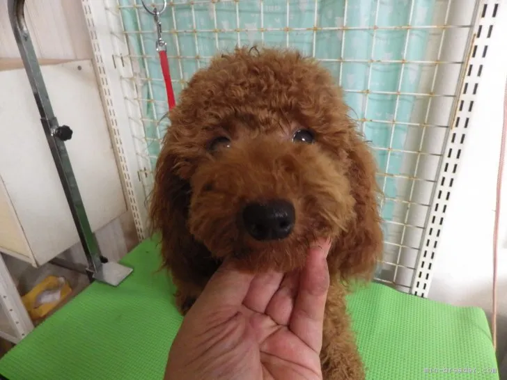 ルッキー 様のお迎えした子犬