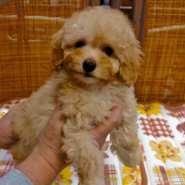 ID：2404-01085の子犬