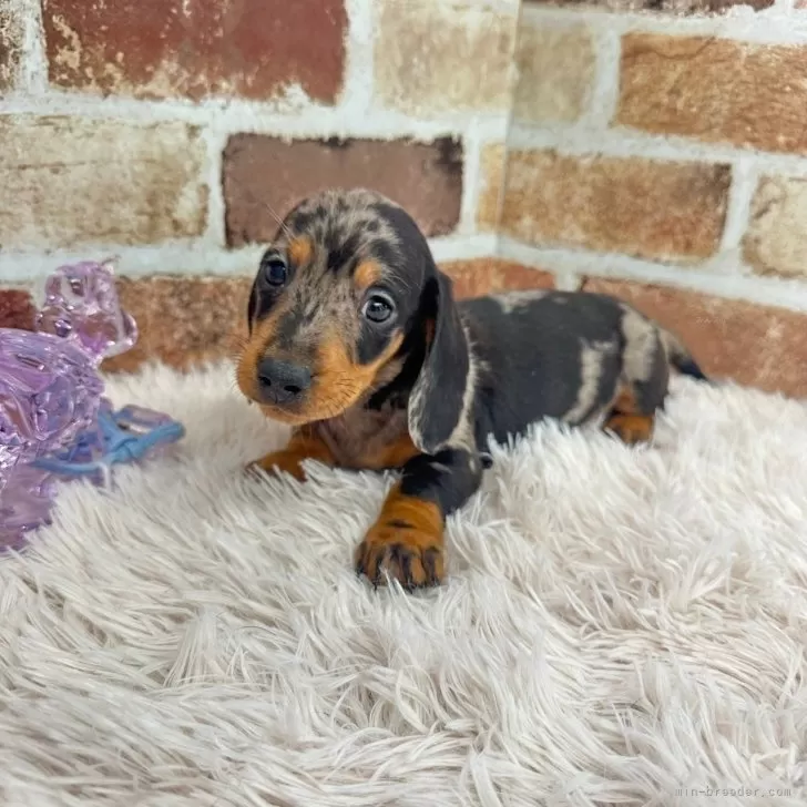 ID:2412-06913の子犬