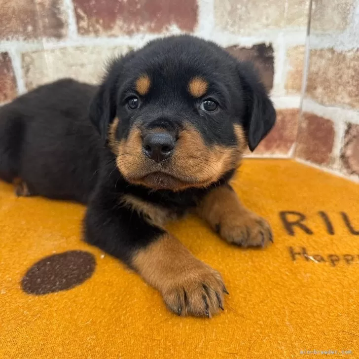 ID：2410-07381の子犬
