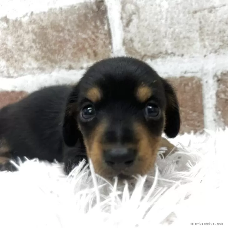 ID：2507-08216の子犬