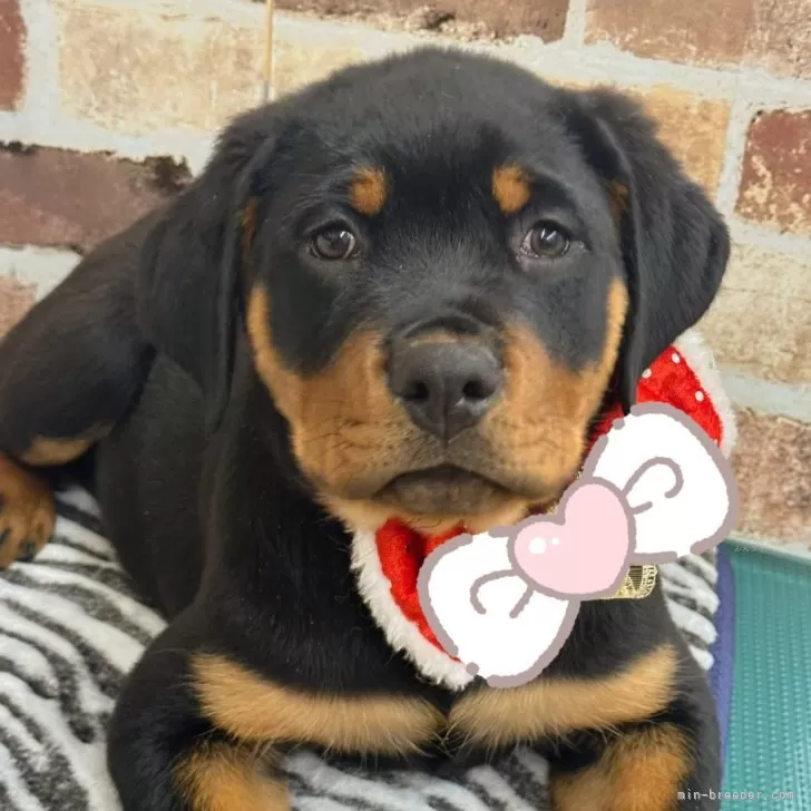 ID:2410-07385の子犬