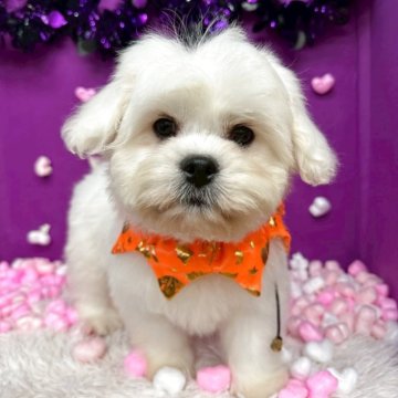 ミックス(ペキニーズ×ビションフリーゼ)【埼玉県・男の子・2025年7月21日・ホワイト】の写真「おっとりな男の子♡」