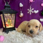 ミニチュアダックスフンド(スムース)