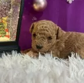 ティーカッププードル