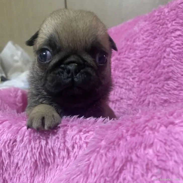 ID:2307-00422の子犬