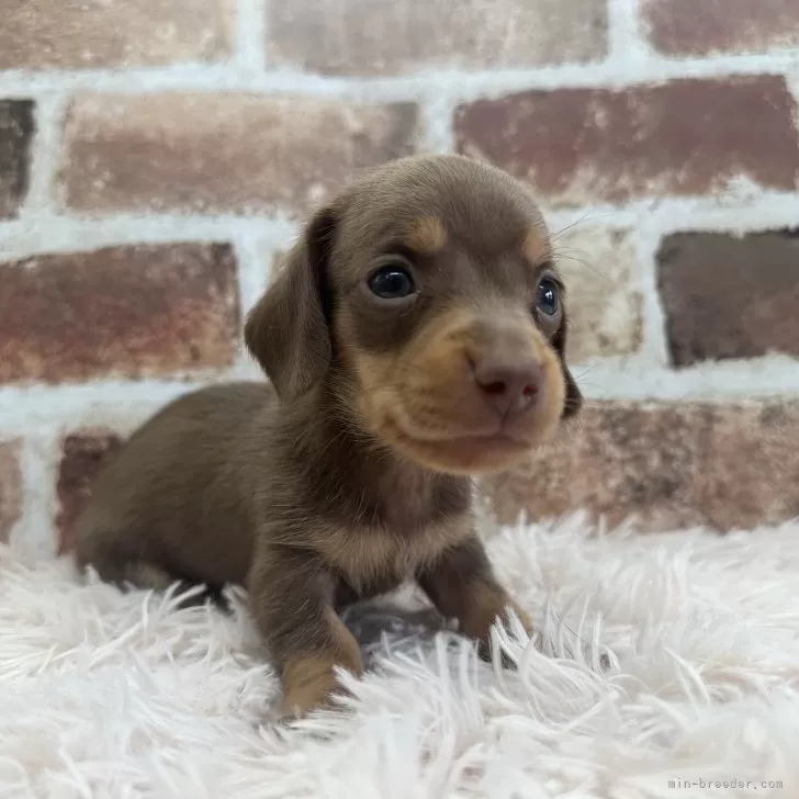 ID:2407-02654の子犬