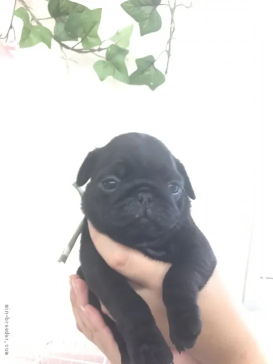 ID:2008-03402の子犬