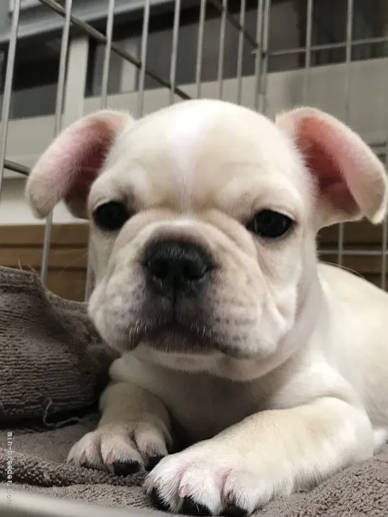 ID:2109-03477の子犬