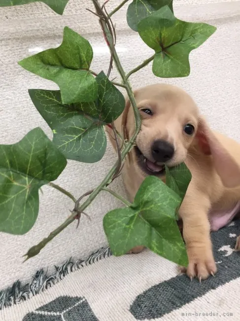 ひら 様のお迎えした子犬