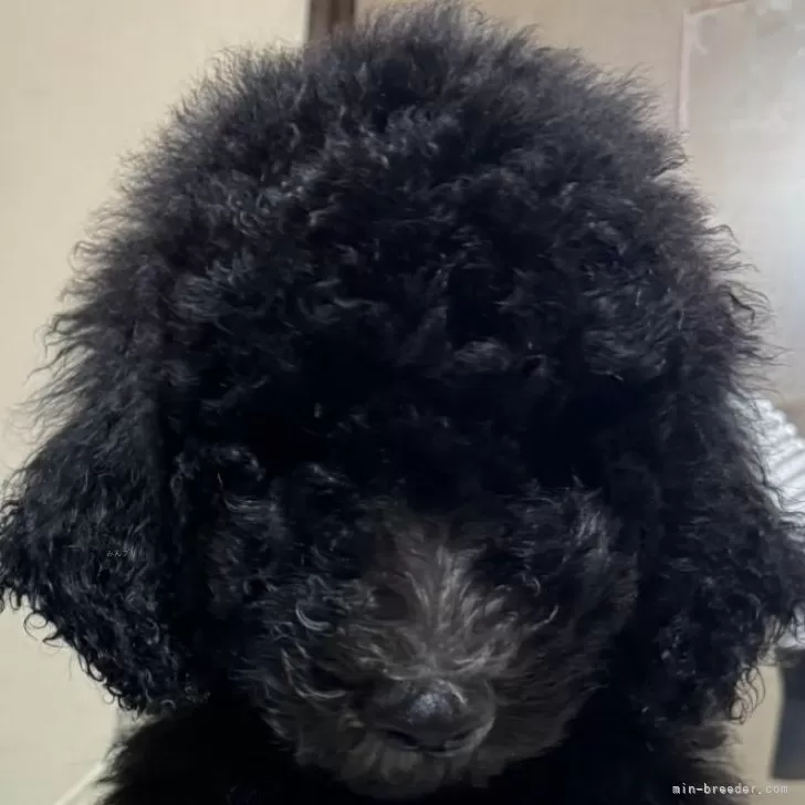 うめこ 様のお迎えした子犬