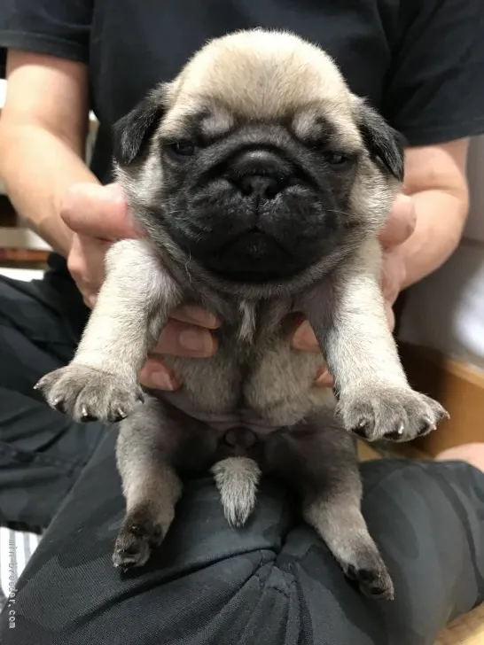ID:2110-02206の子犬
