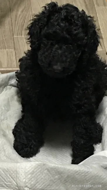 ID:2102-03116の子犬