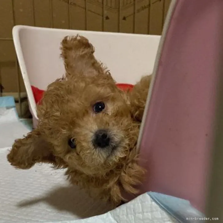 ID:2303-02718の子犬