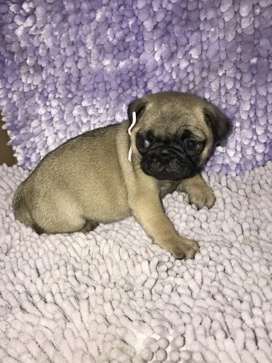 ID:2105-00766の子犬