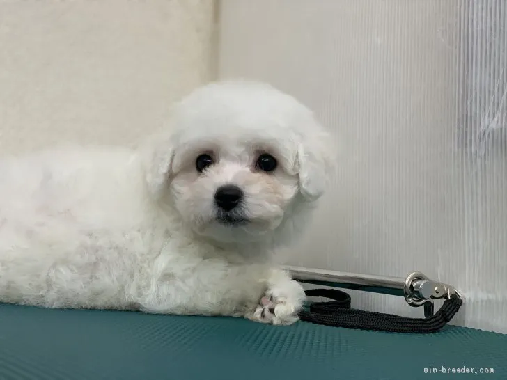 ID:2010-03500の子犬