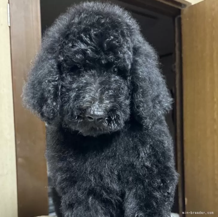 ID:2409-02175の子犬