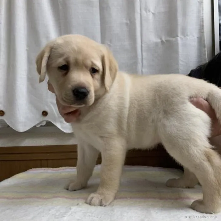 ID:2212-02467の子犬