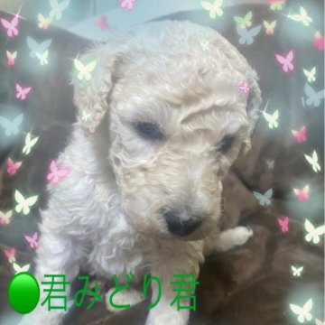 スタンダードプードル【埼玉県・男の子・2023年11月26日・ホワイト】の写真「ガッチリした男の子です。1/23迄期間限定」