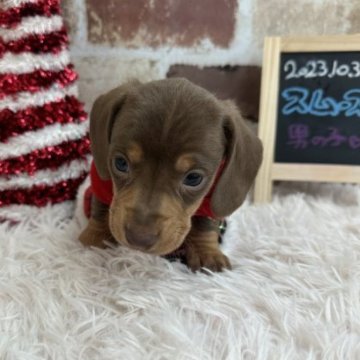 ミニチュアダックスフンド(スムース)【埼玉県・男の子・2023年10月31日・チョコタン】の写真「🎄🐶クリスマスキャンペーン🎄🧑‍🎄12月25日迄」