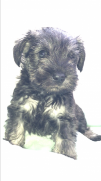 ミニチュアシュナウザー【埼玉県・女の子・2019年3月26日・ソルト&ペッパー】の写真「2匹兄妹の女の子。15日までの記載です」