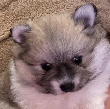 ポメラニアン【埼玉県・女の子・2024年3月27日・パーティーカラー】の写真「1人娘　首　白マフラーつけてとても可愛い子」