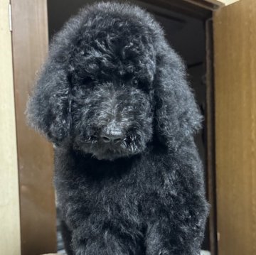 スタンダードプードル【埼玉県・男の子・2024年7月16日・ブラック】の写真「☆くちびるが被れて炎症起こしてしまった為値下げ⭐️」