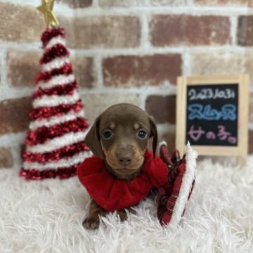 ミニチュアダックスフンド(スムース)【埼玉県・女の子・2023年10月31日・チョコタン】の写真「🐶クリスマスキャンペーン🎄🧑‍🎄12月25日迄」