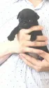 パグ【埼玉県・男の子・2020年7月28日・ブラック】の写真1