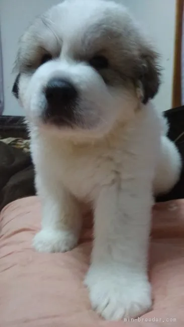 ID:1712-01080の子犬