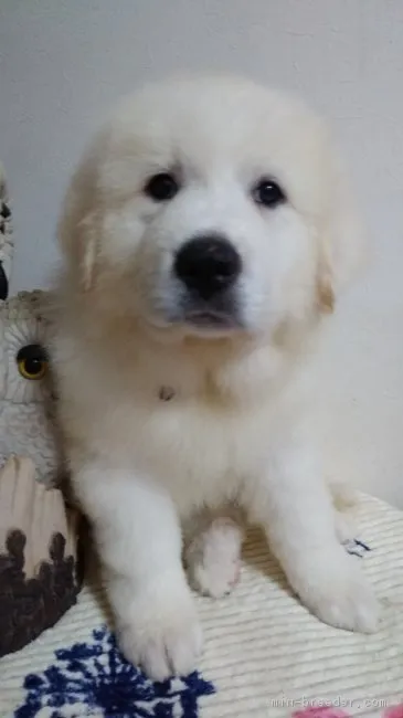 ID：1705-00978の子犬