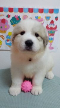 グレートピレニーズ【宮崎県・女の子・2017年3月21日・マーキング】の写真「待ちに待った、優良血統マーキングとホワイトのパピー」