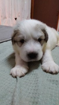 グレートピレニーズ【宮崎県・男の子・2017年3月21日・マーキング】の写真「待ちに待った、優良血統マーキングとホワイトのパピー」