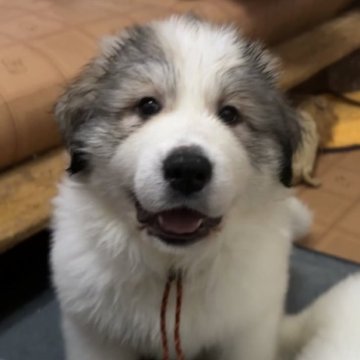 グレートピレニーズ【宮崎県・女の子・2023年10月27日・マーキング】の写真「賢い活動的な女の子」