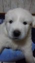 グレートピレニーズ