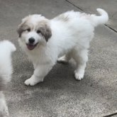 グレートピレニーズ