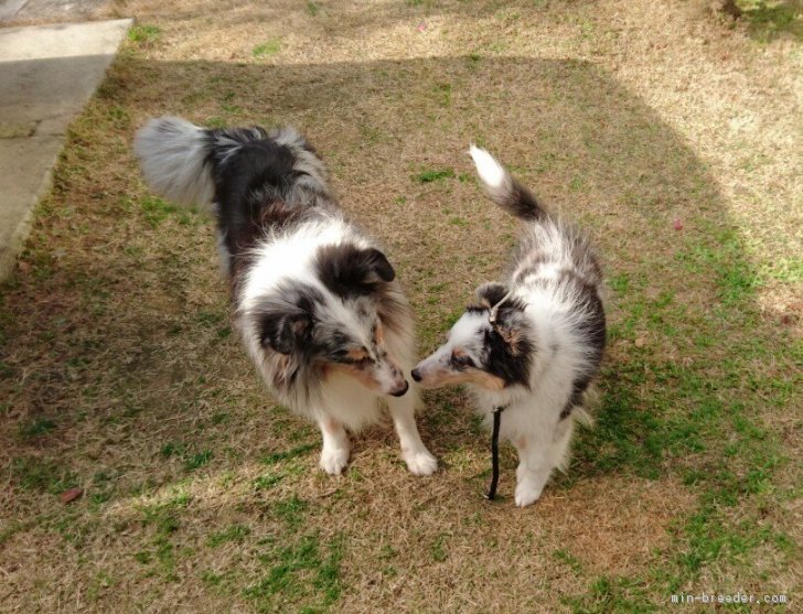 中東　美香(なかひがし　みか)ブリーダー(大阪府・シェットランドシープドッグ・JKC登録)の紹介写真2