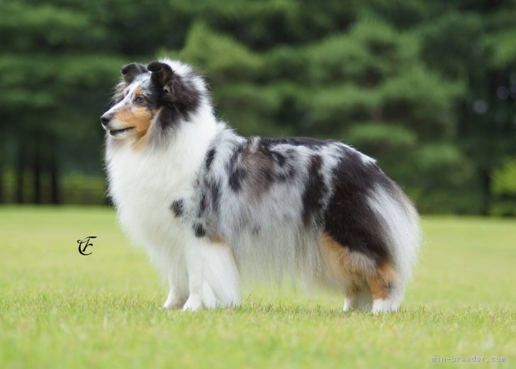 中東　美香(なかひがし　みか)ブリーダー(大阪府・シェットランドシープドッグ・JKC登録)の紹介写真3