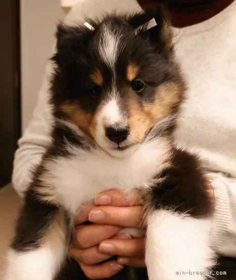 ID:2203-00326の子犬