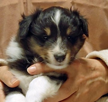 シェットランドシープドッグ【大阪府・男の子・2021年12月22日・トライ】の写真「５頭生まれの唯一の男子、頼もしく育ってます」