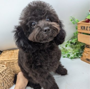 トイプードル(タイニー)【山梨県・男の子・2024年7月9日・ブラック】の写真「元気で人馴れしている男の子です！」