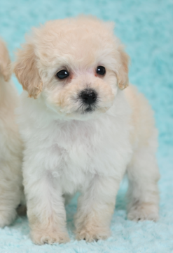 トイプードル(タイニー)【山梨県・男の子・2016年1月31日・ホワイト】の写真「奇麗なホワイトです！」