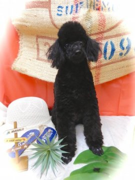 トイプードル(トイ)【山梨県・女の子・2019年2月16日・ブラック】の写真「元気な女の子です！」